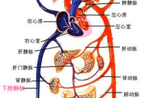 血液回流小游戏攻略，什么叫血液回流