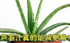 制作芦荟汁游戏攻略？芦荟汁制作视频？