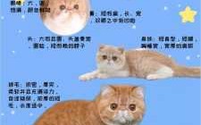 养加菲猫小游戏攻略，我想养加菲猫？