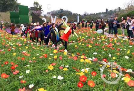 夏天的花海游戏攻略，夏天的花海有什么花？-第4张图片-玄武游戏