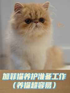 养加菲猫小游戏攻略，我想养加菲猫？-第3张图片-玄武游戏