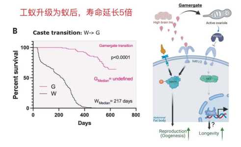 长生机游戏攻略骨牌，游戏长生诀？-第3张图片-玄武游戏