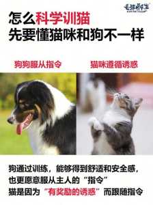 猫和狗双人游戏攻略，猫和狗双人游戏攻略视频-第2张图片-玄武游戏